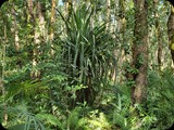 Zanzibar