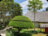 Zanzibar