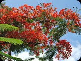 Płomień Afryki - delonix regia