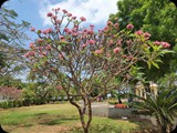 Zanzibar