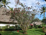 Oleander