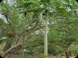 Papaja