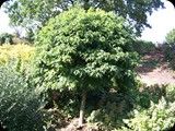 Arboretum Wojsławice