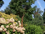 Arboretum Wojsławice